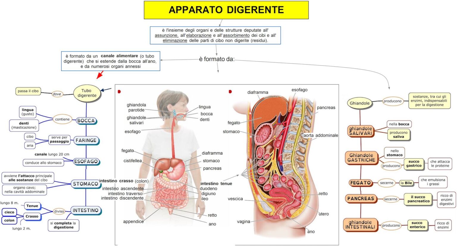 Apparato Digerente Mappa Concettuale