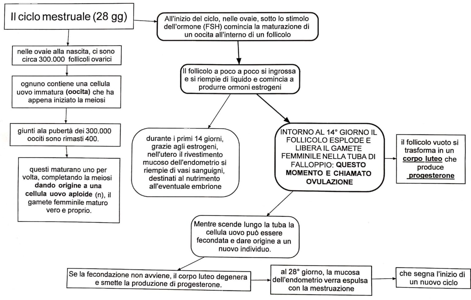 Il Ciclo Mestruale Mappa Concettuale