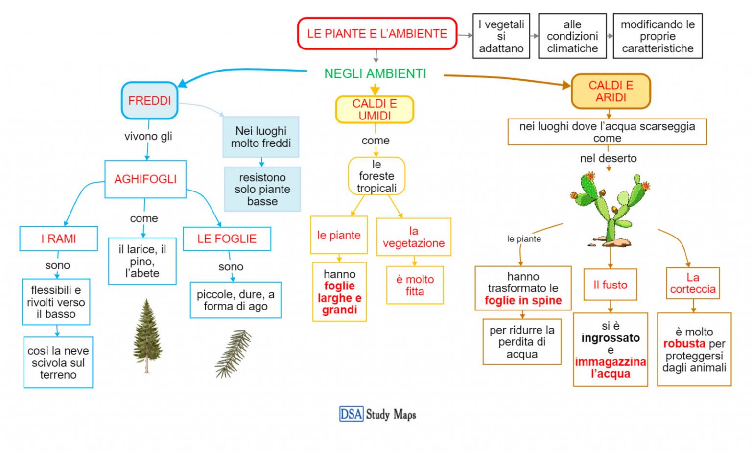 Le Piante E Lambiente Dsa Study Maps