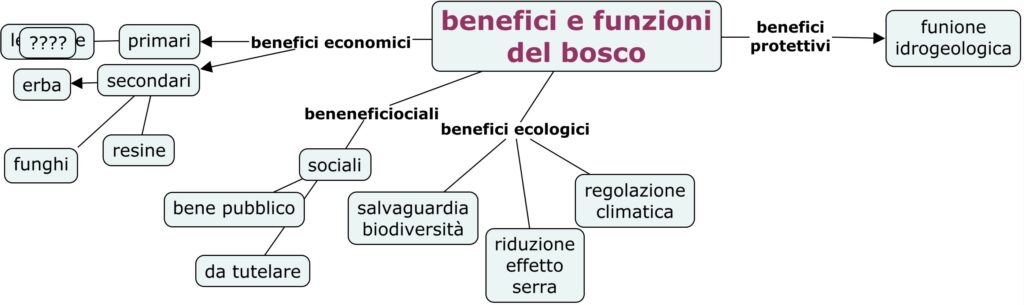 benefici e funzioni del bosco