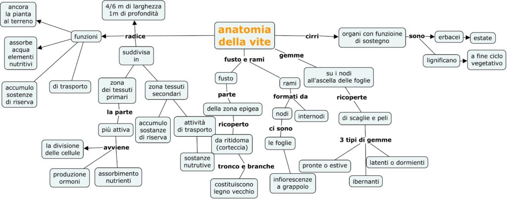 anatomia della vite