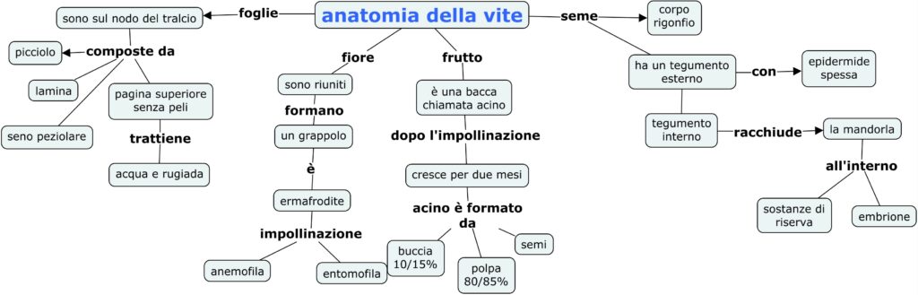 anatomia della vite